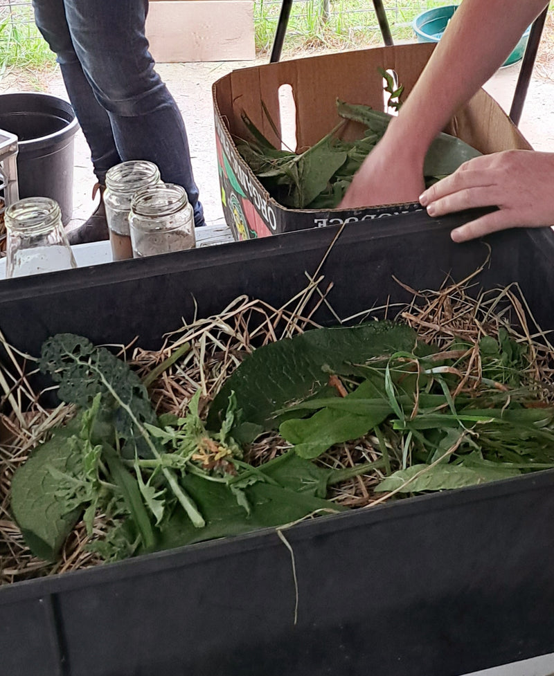 Healthy Soil & Seedlings – Saturday October 5