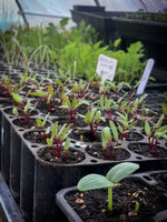 Healthy Soil & Seedlings – Saturday October 5