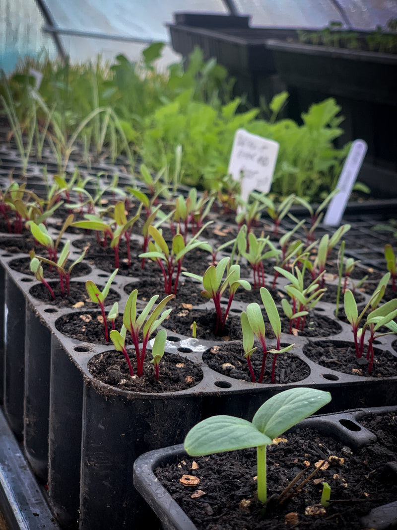 Healthy Soil & Seedlings – Saturday October 5