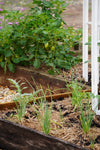 Healthy Soil & Seedlings – Saturday October 5