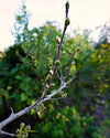Fruit Trees & Food Forests - Saturday May 11