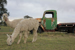 Washed Suri Alpaca