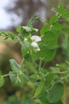 Vegetable, Herb & Flower Seeds