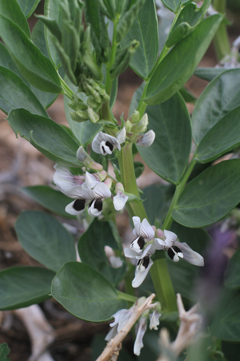Vegetable, Herb & Flower Seeds