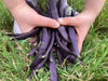 Vegetable, Herb & Flower Seeds