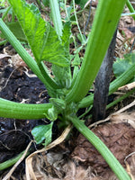 Vegetable, Herb & Flower Seeds