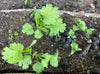 Vegetable, Herb & Flower Seeds