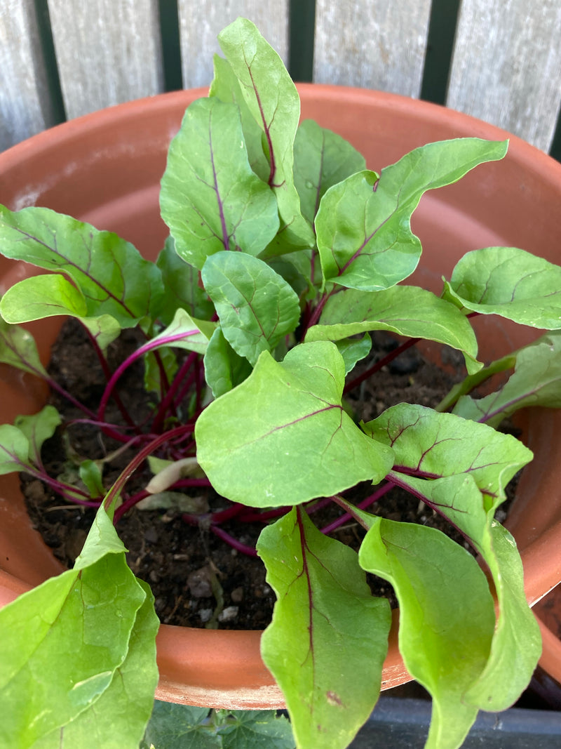 Vegetable, Herb & Flower Seeds
