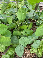 Vegetable, Herb & Flower Seeds