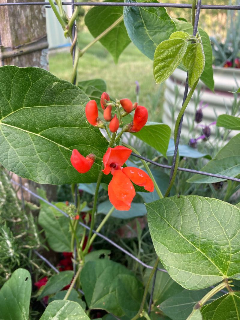 Vegetable, Herb & Flower Seeds
